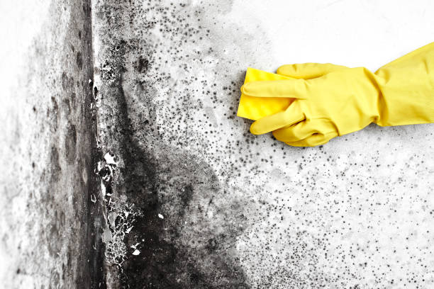 Best Mold Odor Removal Services  in Lakeland, NY